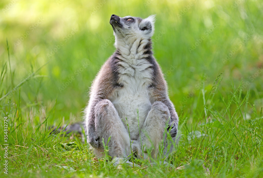 Fototapeta premium Ring tailed lemur (Lemur catta)