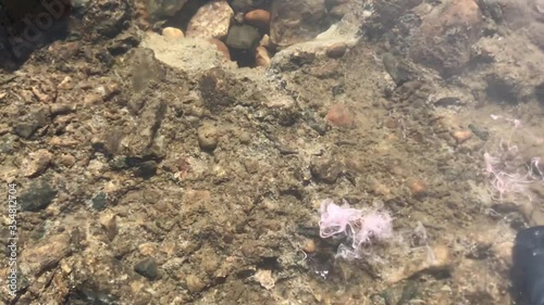 Pink paint drips into clear water. The sun casts off glare
