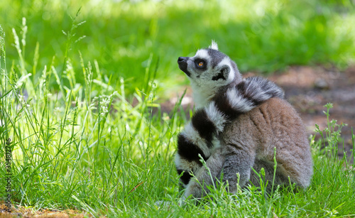 Ring tailed lemur (Lemur catta)