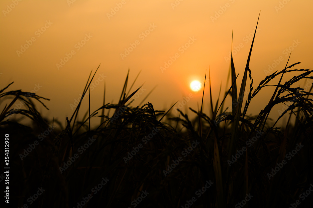 Sunset or Sunrise View at Kaziranga National Park of Assam, India
Sunset or Sunrise View at Kaziranga National Park of Assam, India