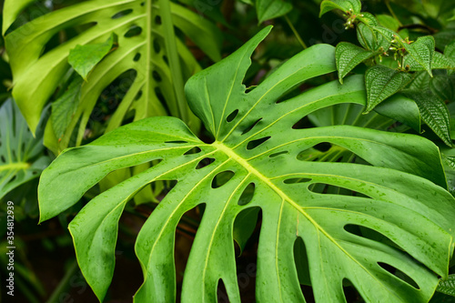 Large Hawaiian Tropical Monstera Leaf with Holes