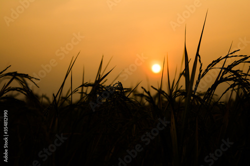 Sunset or Sunrise View at Kaziranga National Park of Assam, India 