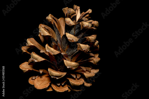 Fotografie Pine cone closeup, macro view