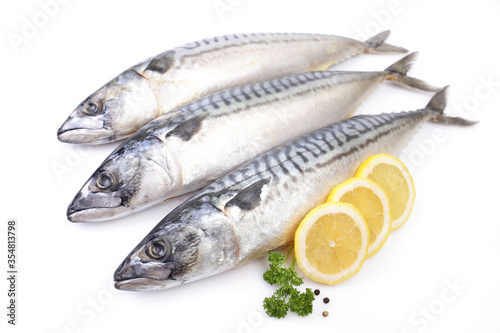 Mackerel fish on white background