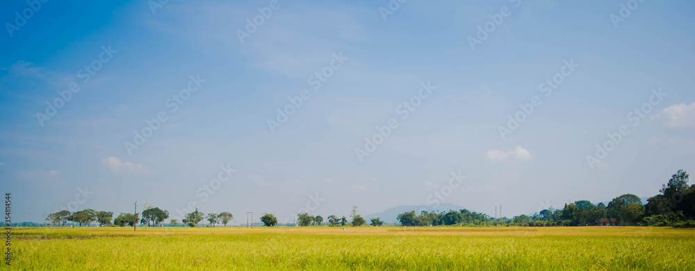 Rural landscape with a field of wheat and sunrise with a cloudy sky background. Landscape. 
