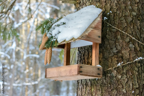 Forest birds live near the feeders in winter