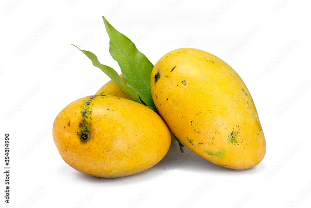 Indian Alphonso mangoes isolated on a white background 