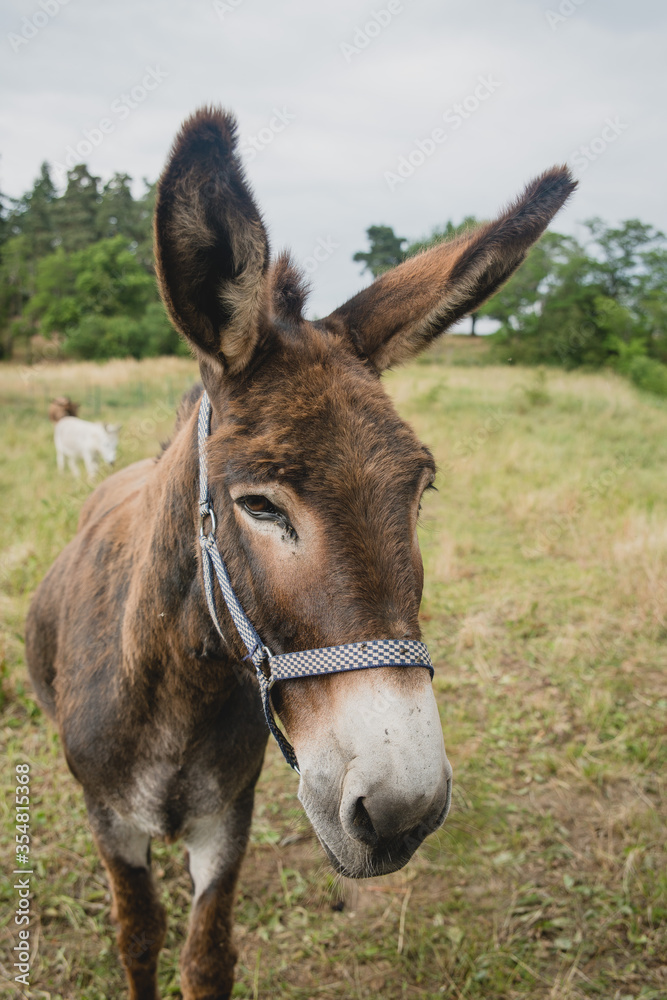 Ane pour la randonnée en Auvergne (France)