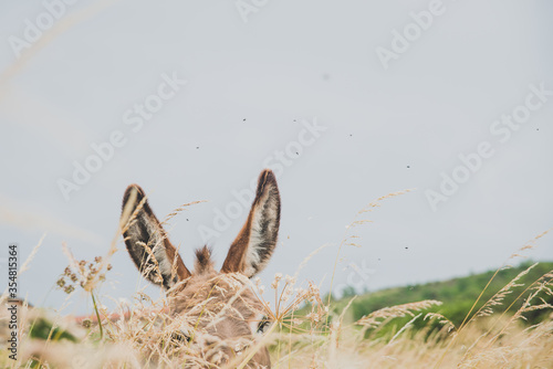 Donkey standing in field