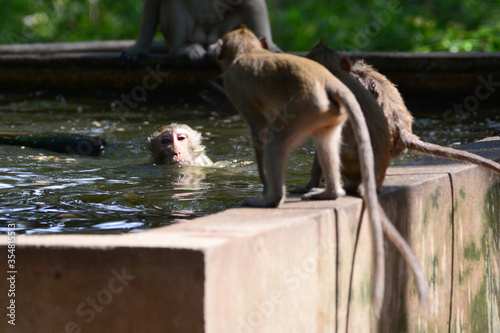 monkey are playing a water.