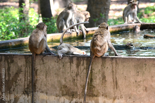 Photography monkey are playing a water.
