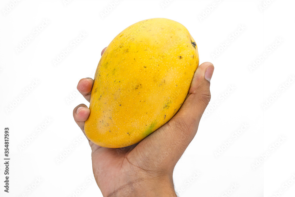 fresh golden mango in hand on white background fresh golden mango in hand on white background