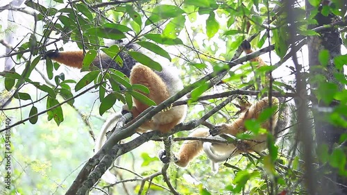 Sifaka lemurs in the wild. Golden crowned sifaka lemurs (Propithecus tattersalli) sit on the tree in the forest of Madagascar photo