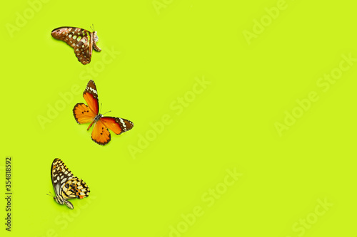 Beautiful butterflies on co...