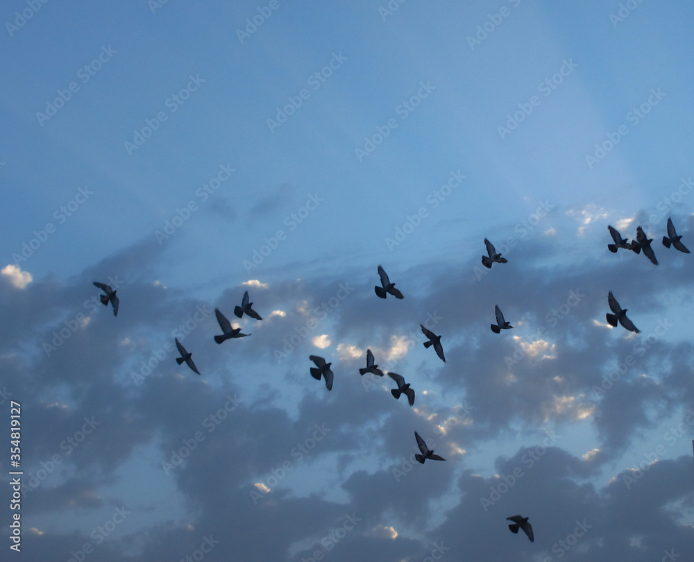 flock of birds with clouds background