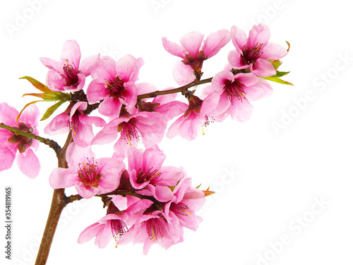 Branch of peach tree with pink flowers and green leaves 
