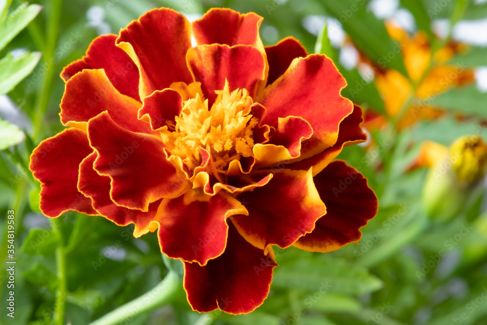 Marigold. Beautiful flower close-up. Color red with yellow. Floriculture