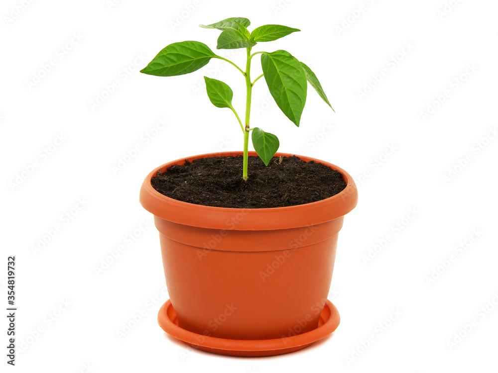 Young plant of pepper in a pot isolated on white Young plant of pepper in a pot isolated on white