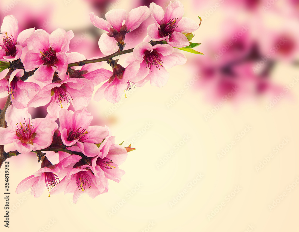 Pink peach blossom in spring, vintage floral background