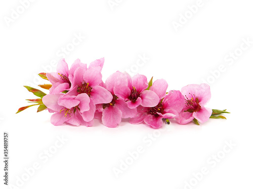 Pink peach blossom flowers in spring, floral design isolated on white