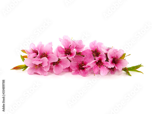 Pink peach blossom in spring