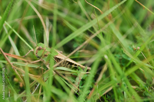 草むらに隠れるトノサマバッタ © HEIZO