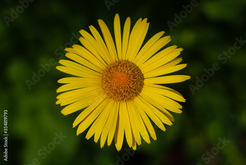 Yellow daisy on green natural blurry background - top view. Doronicum  chamomile.