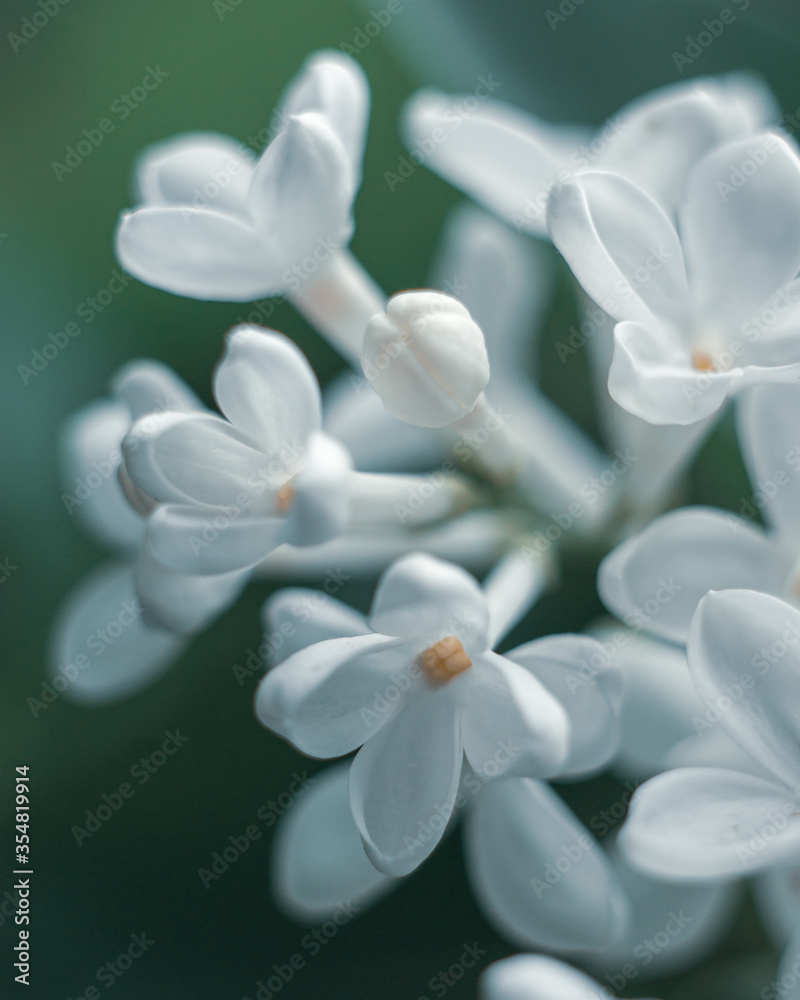 Fototapeta premium White lilac flowers closeup