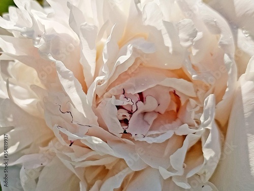 Wedding background of peony petals