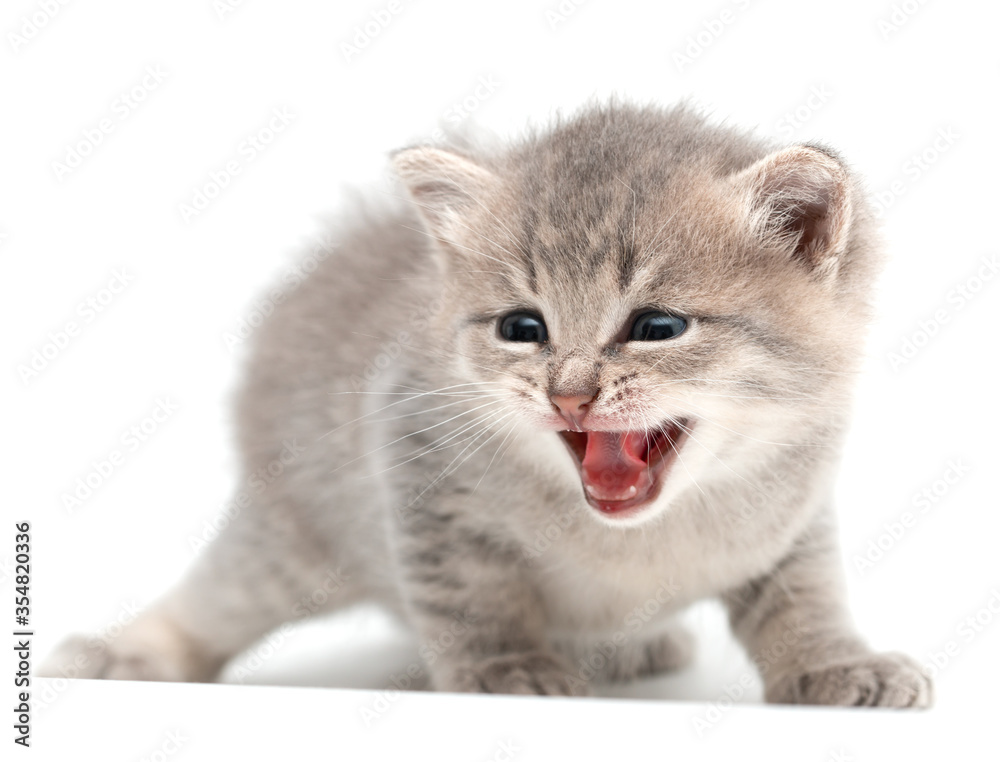 Obraz premium gray kitten one month old on a white background