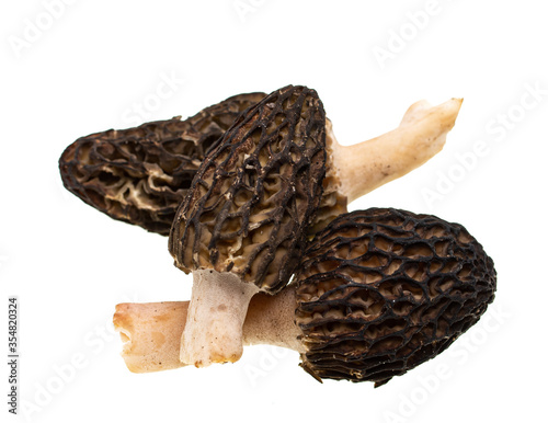 spring fresh edible mushroom on a white background