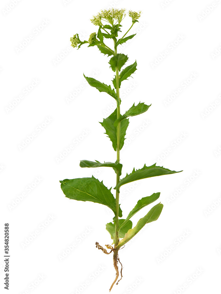 Whitetop or Hoary cress, Lepidium draba, the entire plant with root Whitetop or Hoary cress, Lepidium draba, the entire plant with root