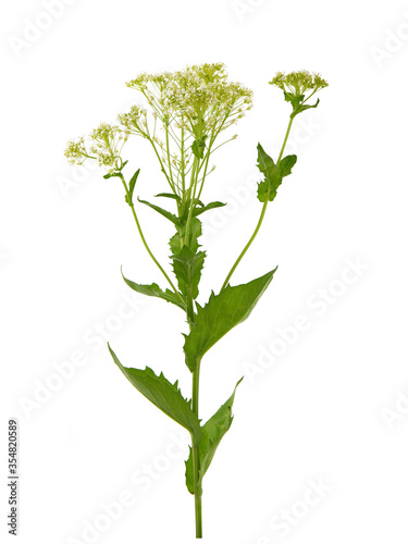 Whitetop or Hoary cress, Lepidium draba