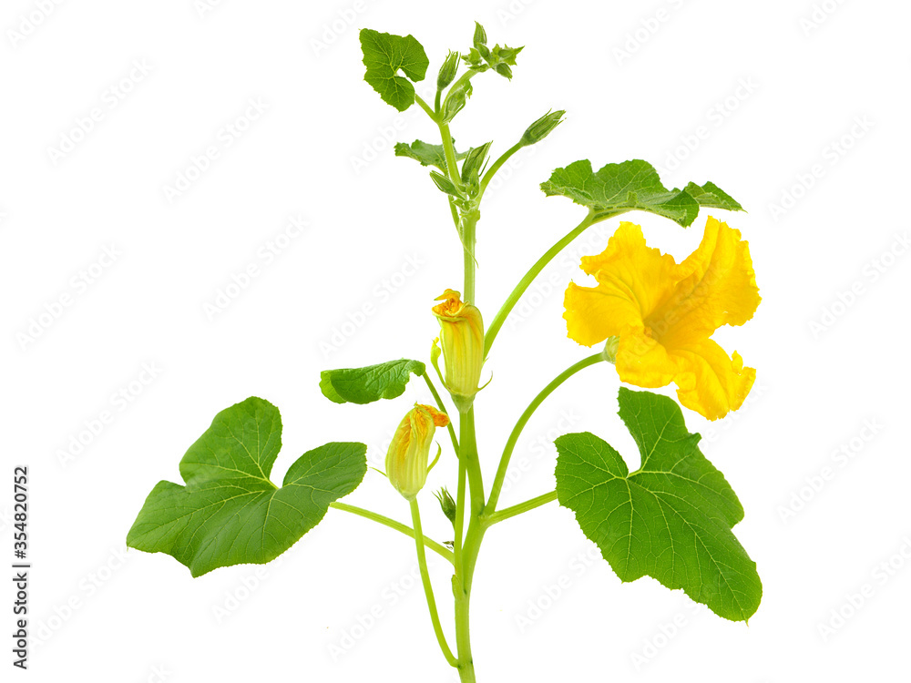 Fototapeta premium Pumpkin plant with yellow flower and buds