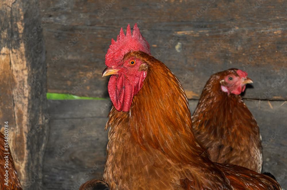 Red rooster walks in the yard on the farm	
