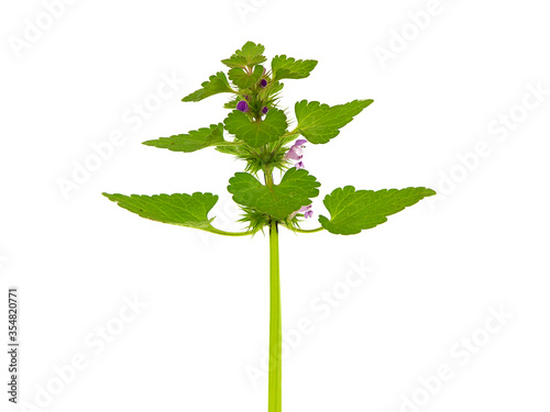 Purple deadnettle or red dead-nettle isolated on white, Lamium purpureum photo