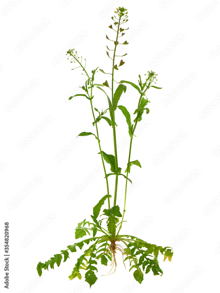 Fototapeta premium Shepherd's purse plant isolated on white, Capsella bursa-pastoris