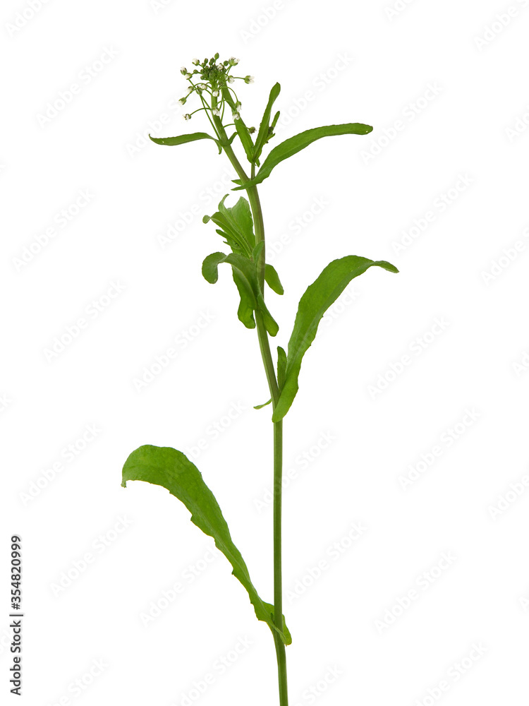 Naklejka premium Shepherd's purse plant isolated on white, Capsella bursa-pastoris 