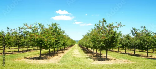 Obraz  z motywem Beautiful nature scene with cherry tree. plantation of cherry trees in springtime. fruit orchard in the spring. field fruits rows growing on a sunny day in may after the blossom with cloudscape.