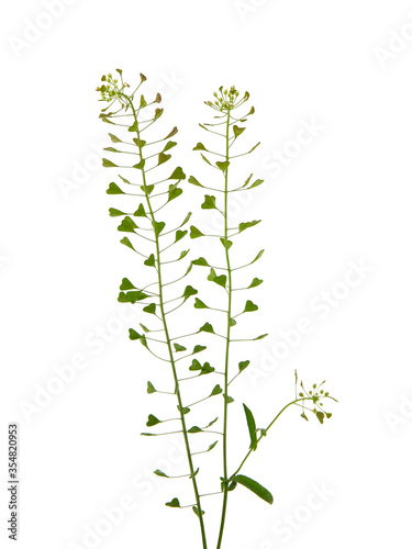 Shepherd s purse plant isolated on white  Capsella bursa-pastoris
