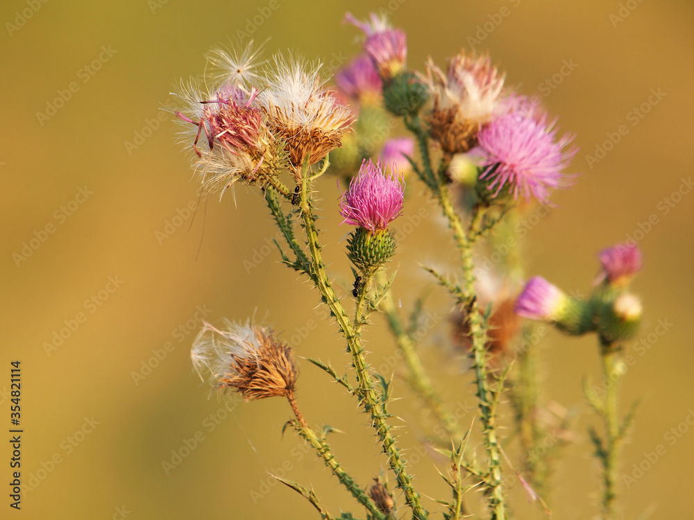 Spiny plumeless thistle with pink flowers and fluffy seeds, Carduus acanthoides Spiny plumeless thistle with pink flowers and fluffy seeds, Carduus acanthoides