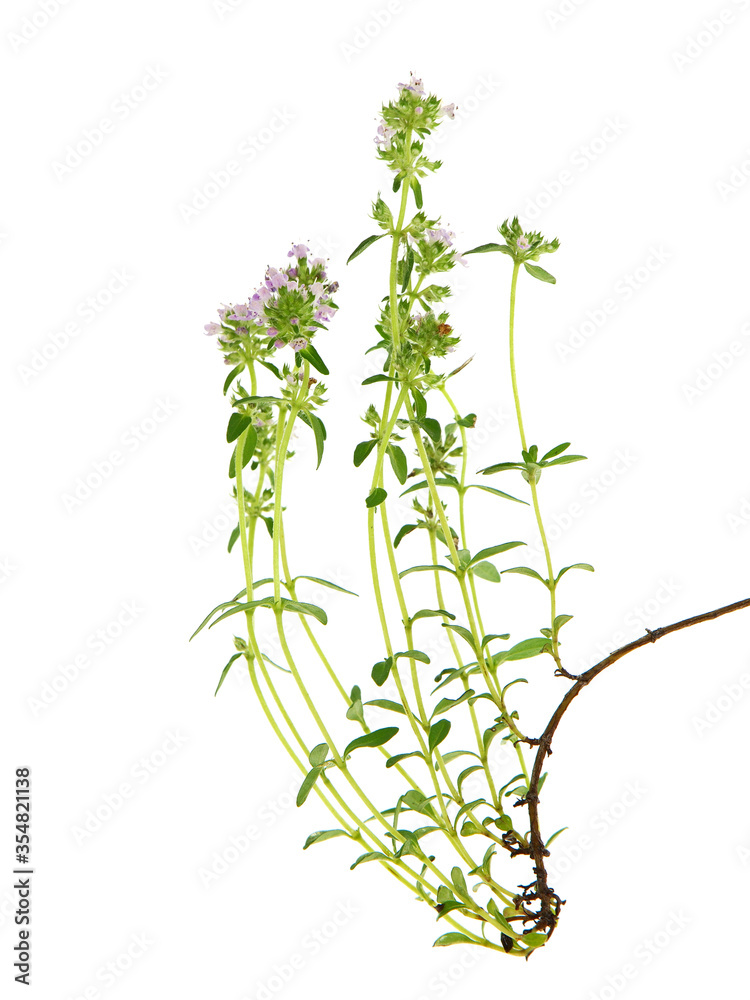 Obraz premium Wild thyme blooming isolated on white, Thymus vulgaris