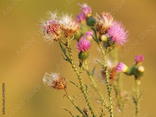 Spiny plumeless thistle with pink flowers and fluffy seeds  Carduus acanthoides