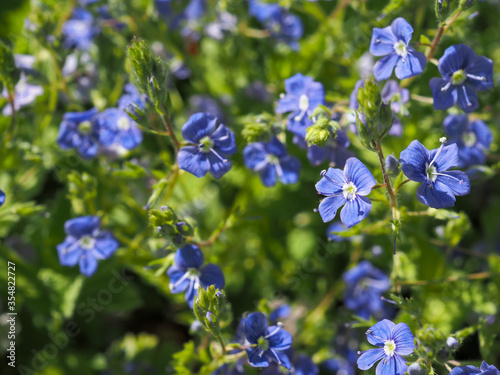 Veronica chamaedrys, the germander speedwell, bird`s-eye speedwell, or cat`s eyes is an herbaceous perennial species of flowering plant in the plantain family Plantaginaceae.