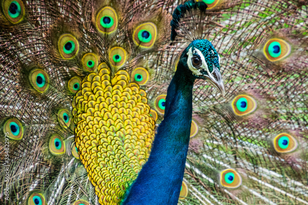 Obraz premium An Indian male peacock dancing 