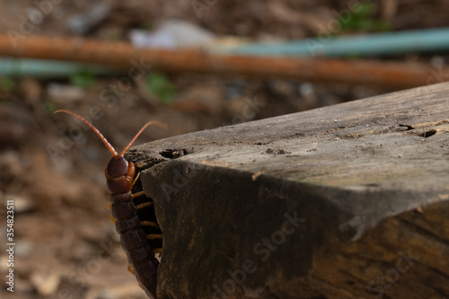 centipede (Scolopendra sp.) on ground finding hold and hide photo