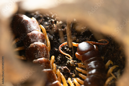 centipede (Scolopendra sp.) on ground finding hold and hide