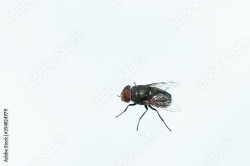 green fly house on white background