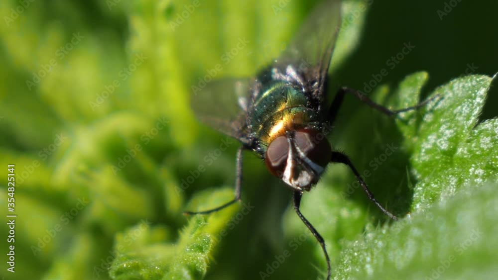 Macro shot of a large green fly on a leaf. Macro shot of a large green fly on a leaf.