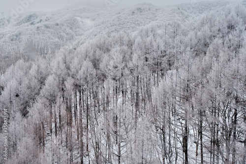 Snow covered trees Looks like a snow monster. And wide snow area at Mountain zao,Yamagata,Tohoku,Japan